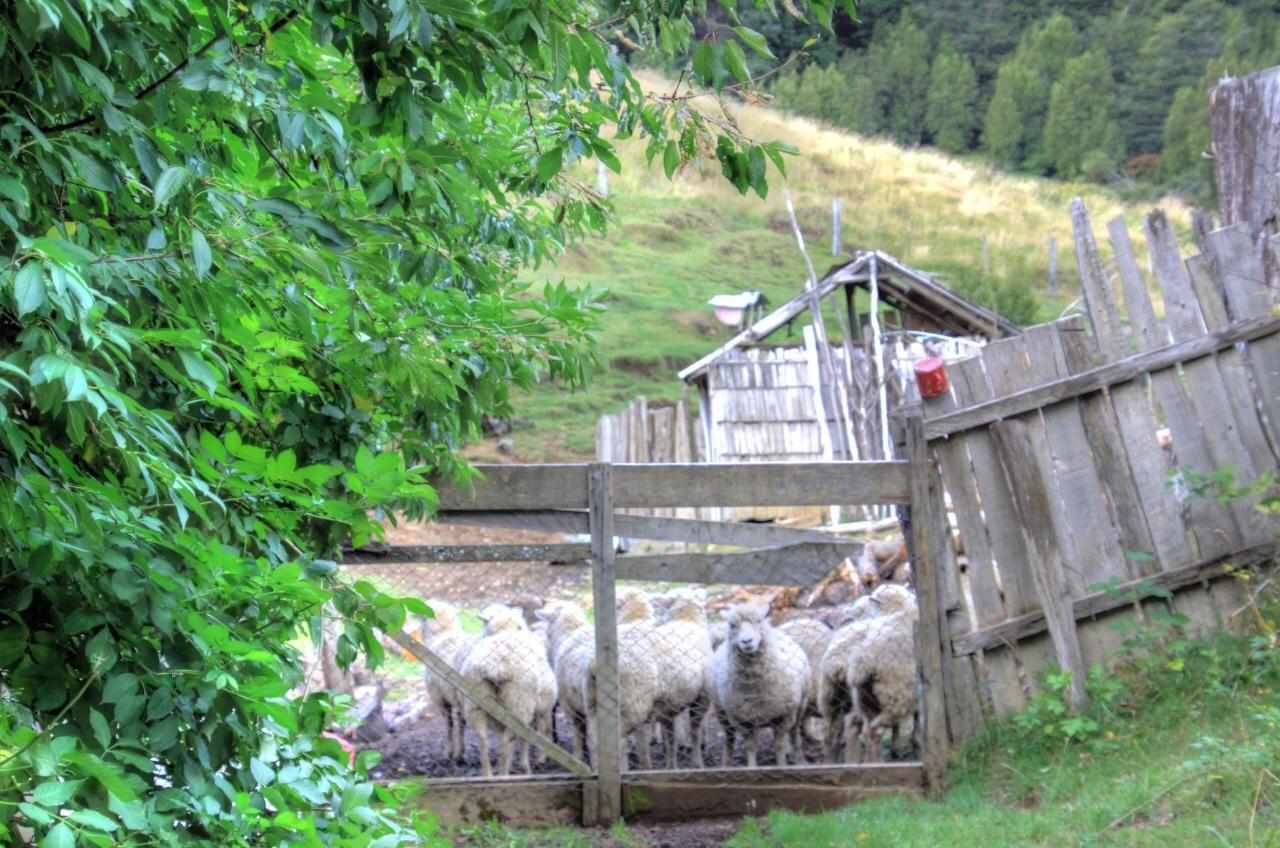Turismo Rural Los Alpes Futaleufú Exterior foto